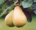 Pear, Beth - Maiden